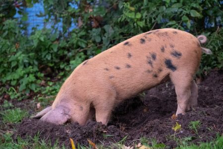 Till Your Garden With Rooting Pigs Image